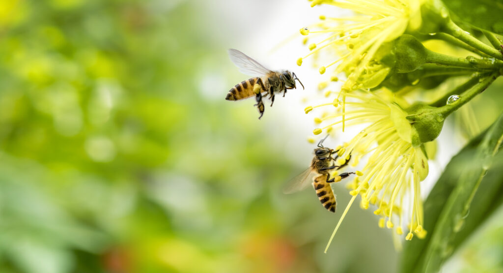 Two bee's flying to pollinate a yellow flower.